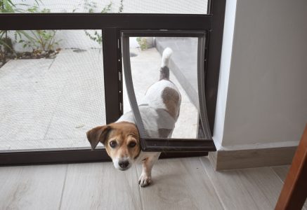 How Can You Make Your Home More Pet-Friendly Through Remodeling?